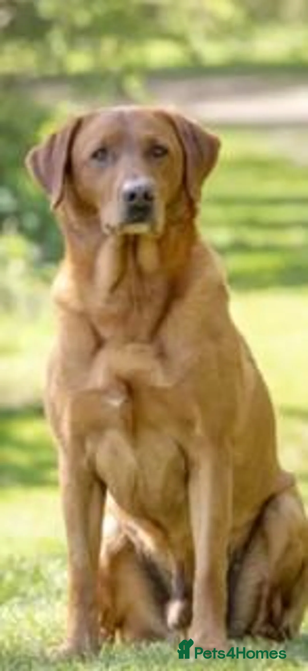 Labrador Retriever dogs for sale: KC Registered Labrador Puppies - Advert 5
