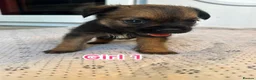 Border Terrier dogs for sale: Border terrier puppy’s  - Advert 13