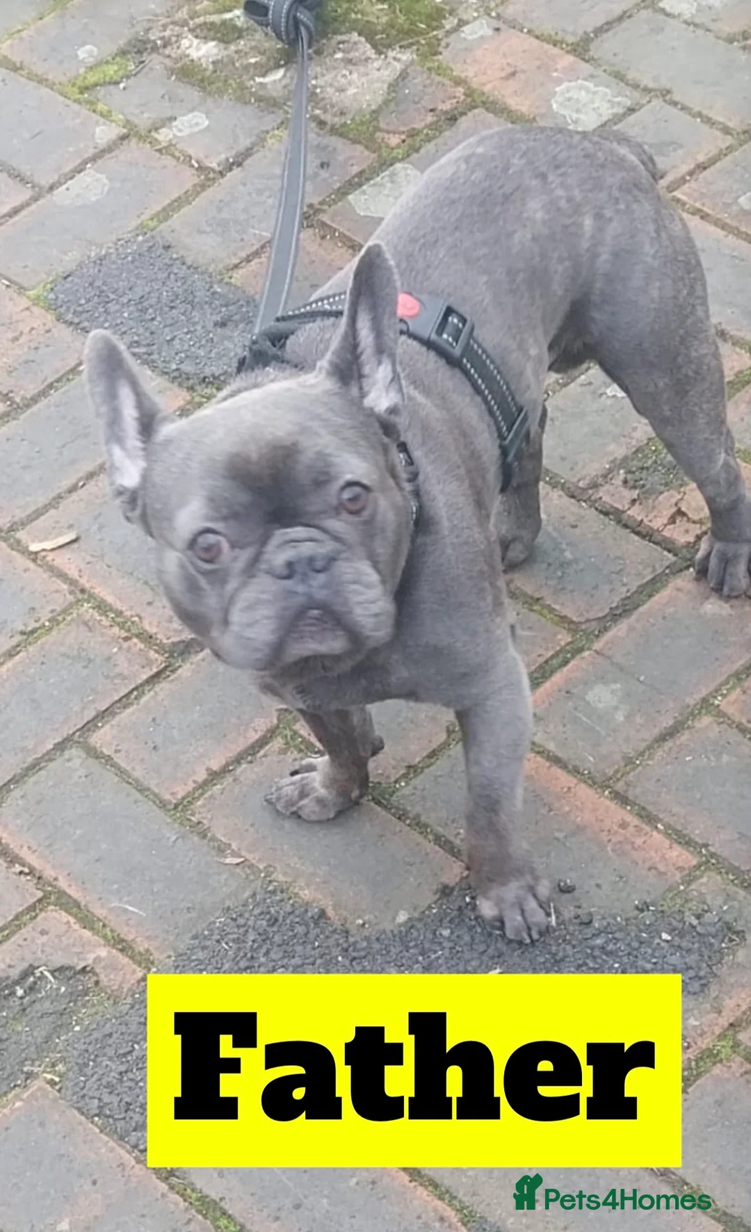 French Bulldog dogs for sale: X3 French bulldog puppies - Advert 2