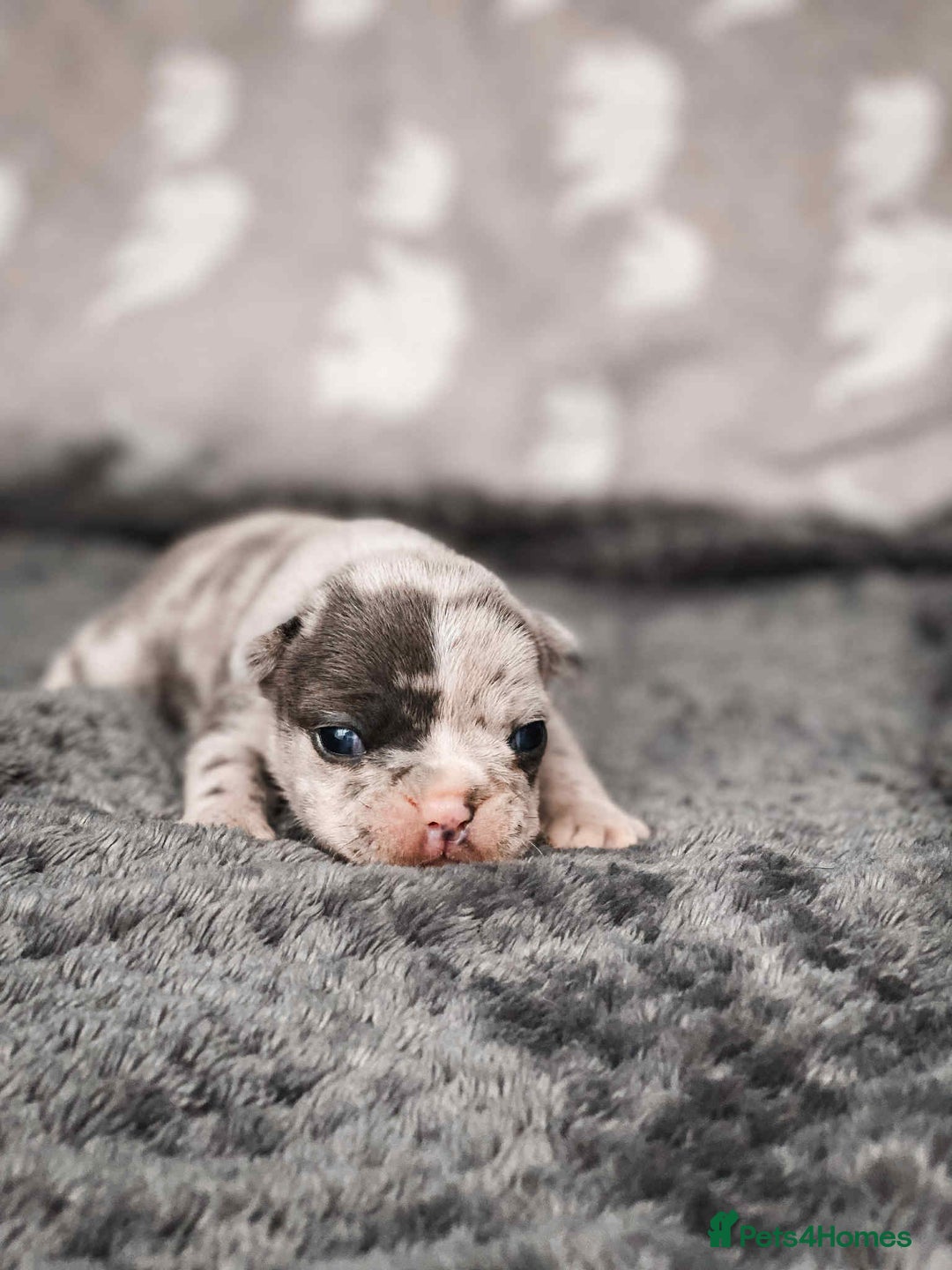 French Bulldog dogs for sale: French Bulldogs - Image 1