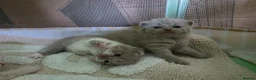 British Shorthair cats for sale: GCCF CHAMPION BRITISH SHORTHAIR 🏆  - Advert 6