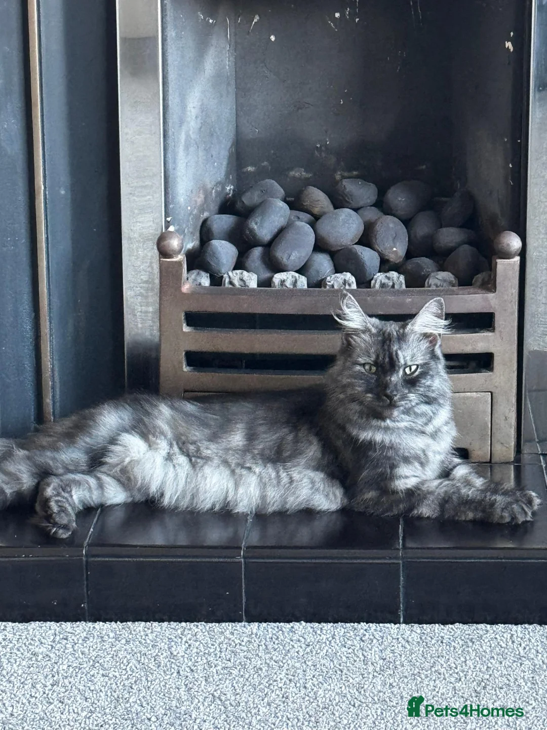 Mixed Breed cats for sale: mum is a mix of pedigree  in Thornton-Cleveleys - Advert 7
