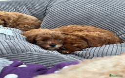 Cavapoo dogs for sale: Mr cavapoo F1B  - Image 20
