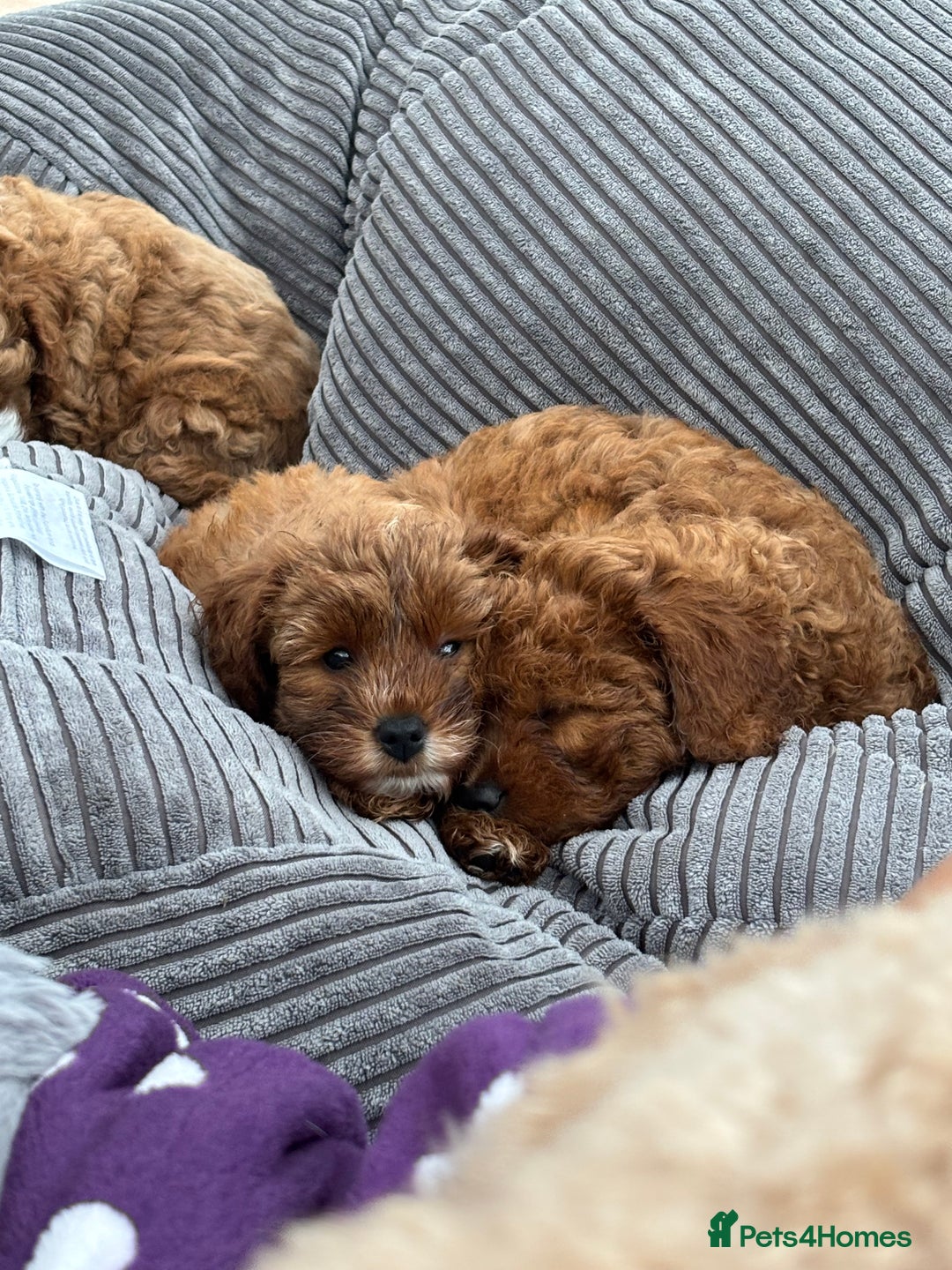 Cavapoo dogs for sale: Mr cavapoo F1B  - Image 20