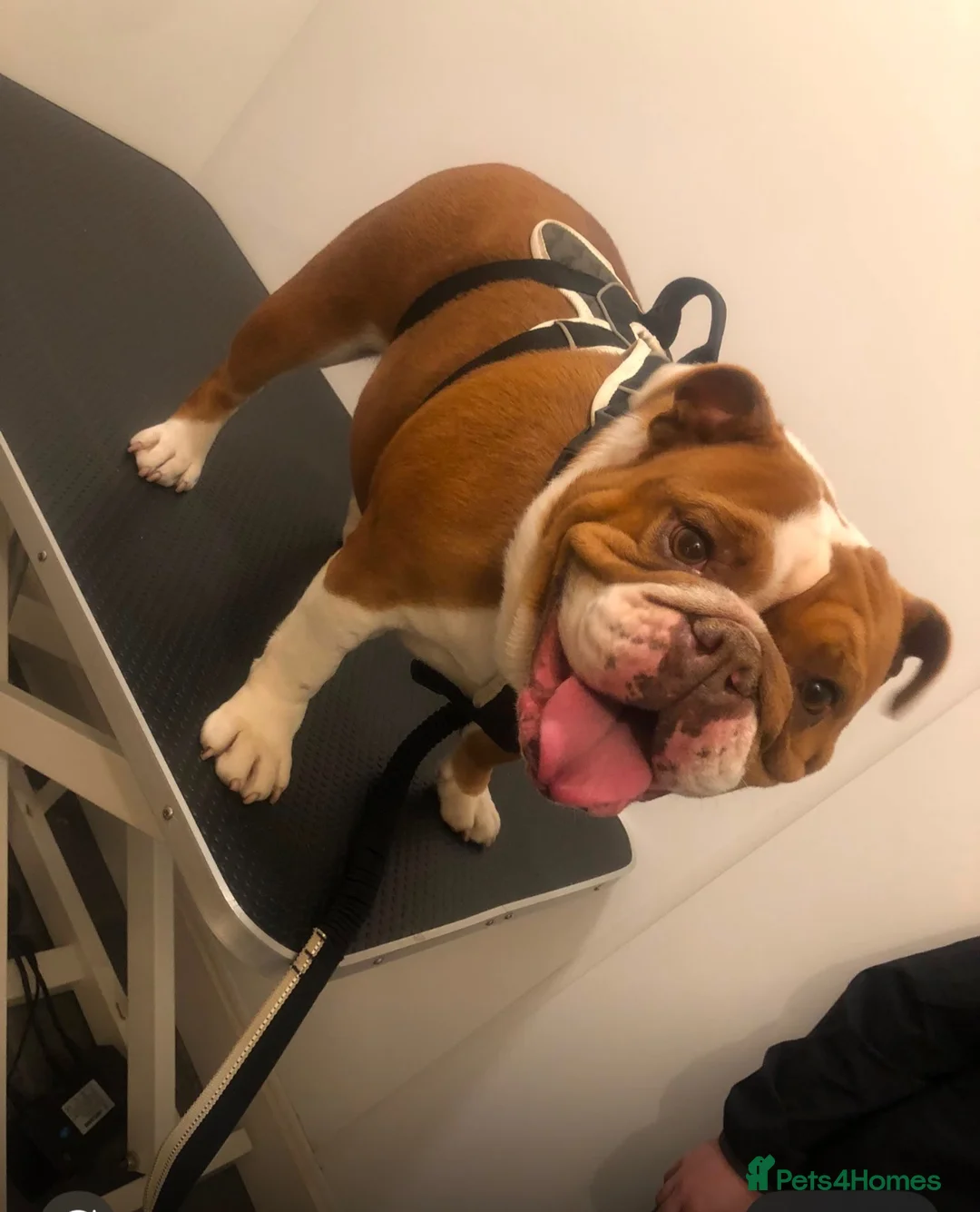 English Bulldog dogs for sale: Beautiful litter of English/British Bulldogs - Advert 2