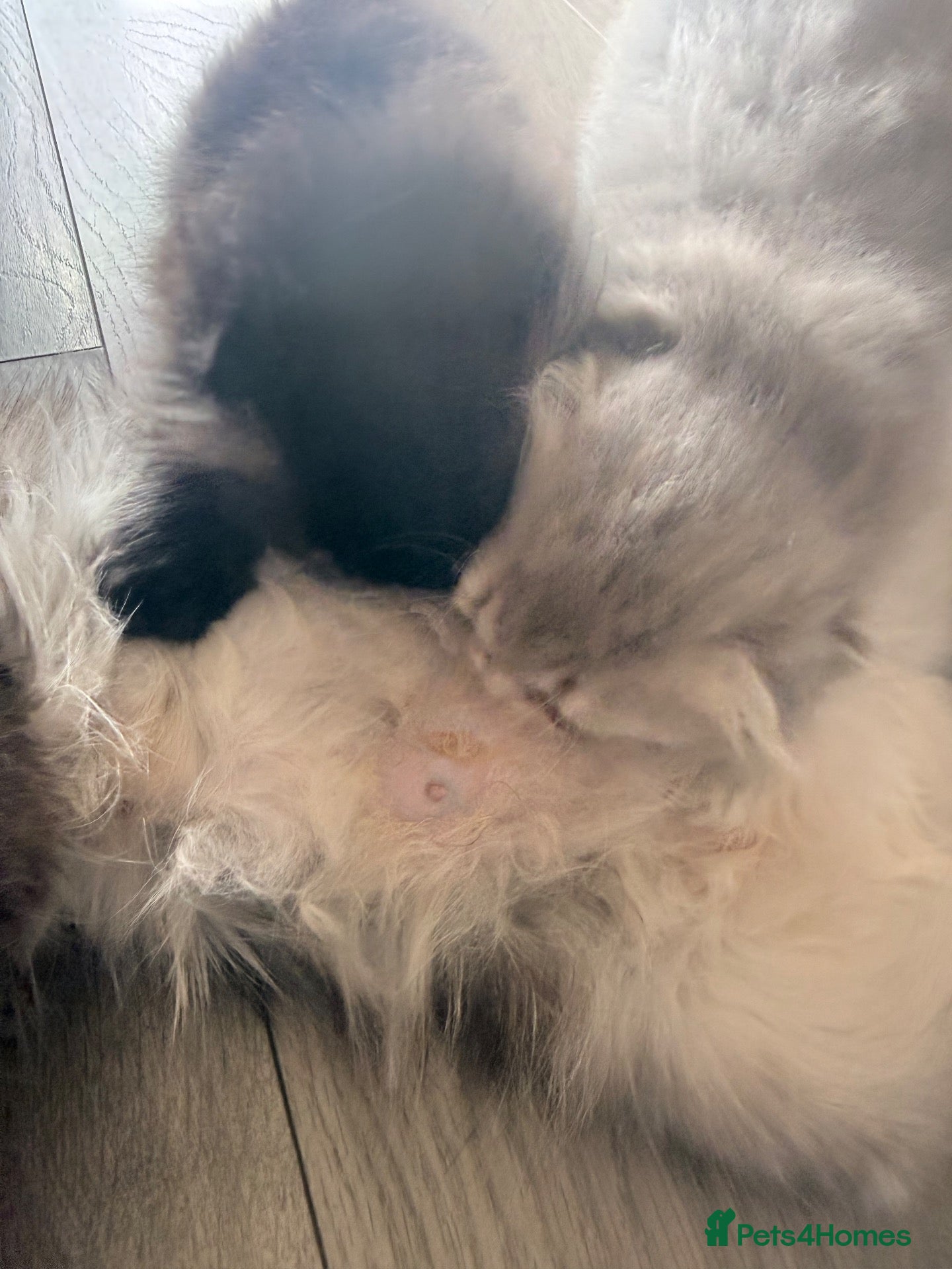 Scottish Fold cats Scottish Fold Kittens 🐾 - Advert 2