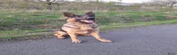 German Shepherd dogs for sale: 11 beautiful German Shepard  in Ebbw Vale - Advert 4