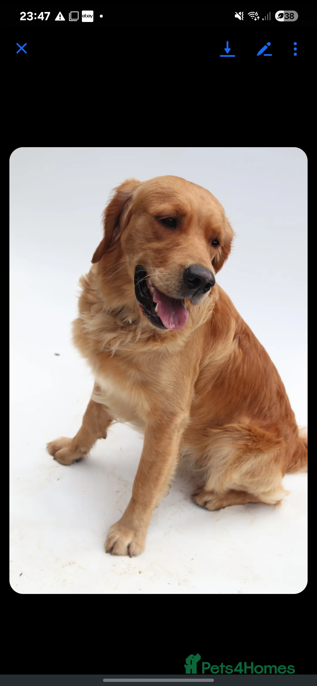 Golden Retriever dogs for stud: KC Health tested Working Golden Retriever Stud  - Advert 5