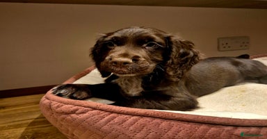 Cocker Spaniel dogs - Advert 11