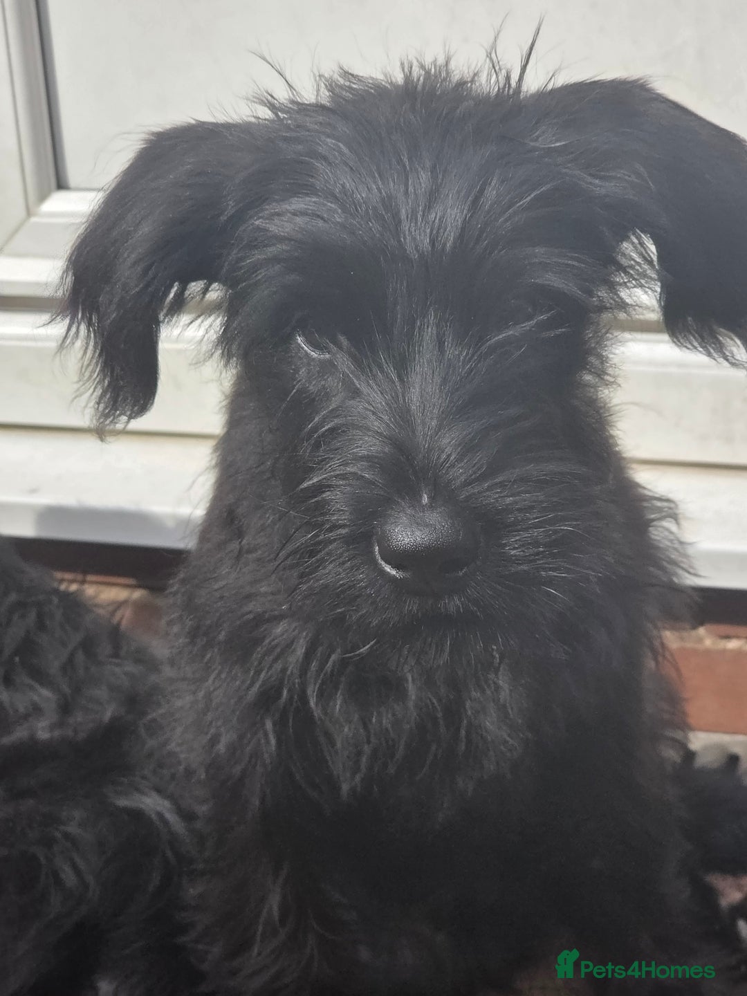 Giant Schnauzer dogs for sale: Working Line Giant Schnauzer Puppies Available  in West Bromwich - Image 3