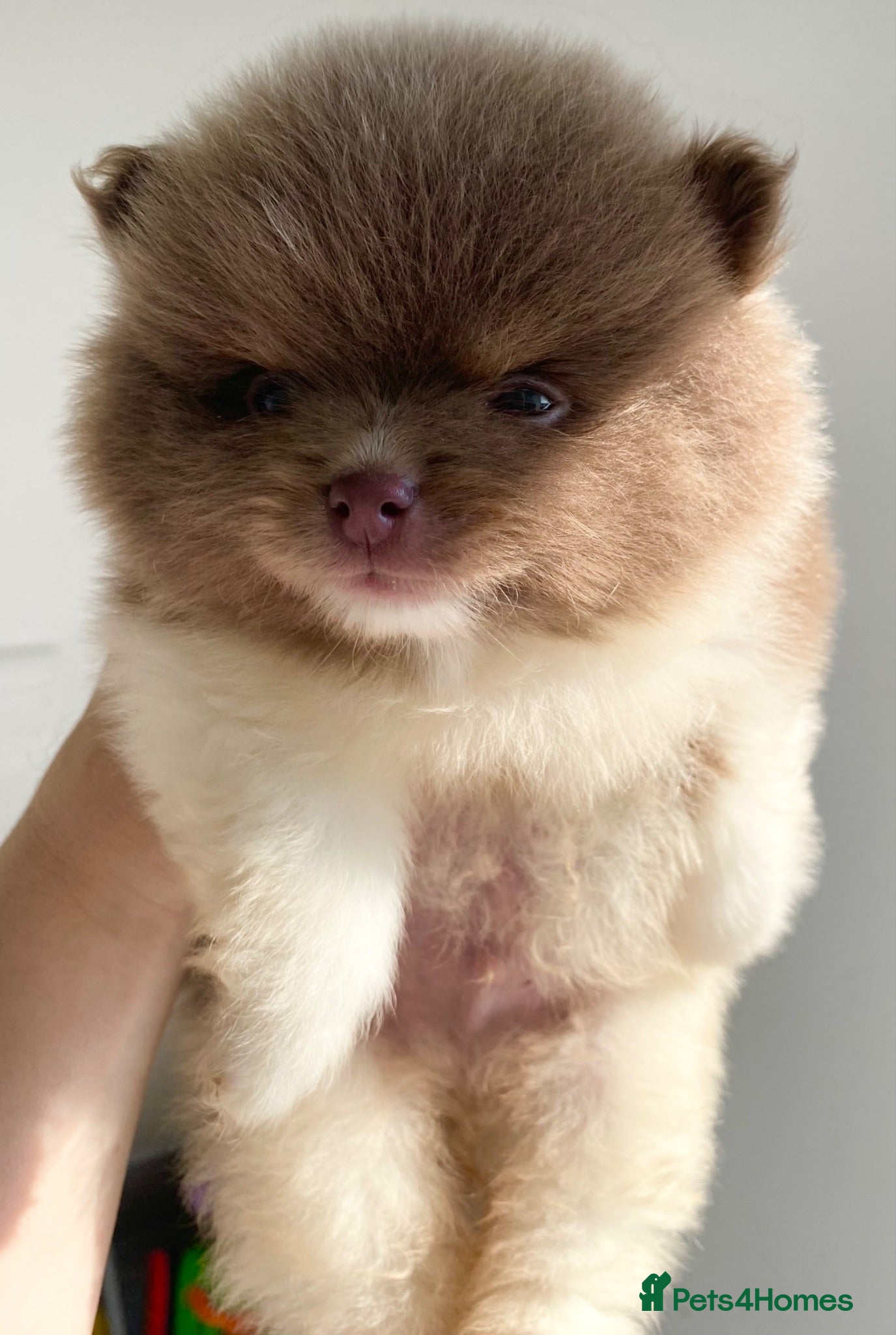 Pomeranian dogs Pomeranian puppys ready now  - Advert 7