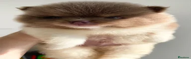 Pomeranian 2