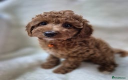 Cavapoo dogs for sale: WAITING LIST NOW OPEN FOR SUMMER 2026.  - Image 17