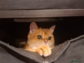 British Shorthair cats Golden black tip british shorthair kitten - Advert 13