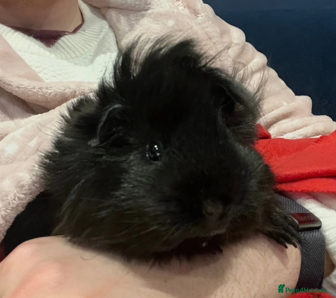 Guinea Pig rodents for sale: Looking for a senior guinea pig  in London - Advert 1