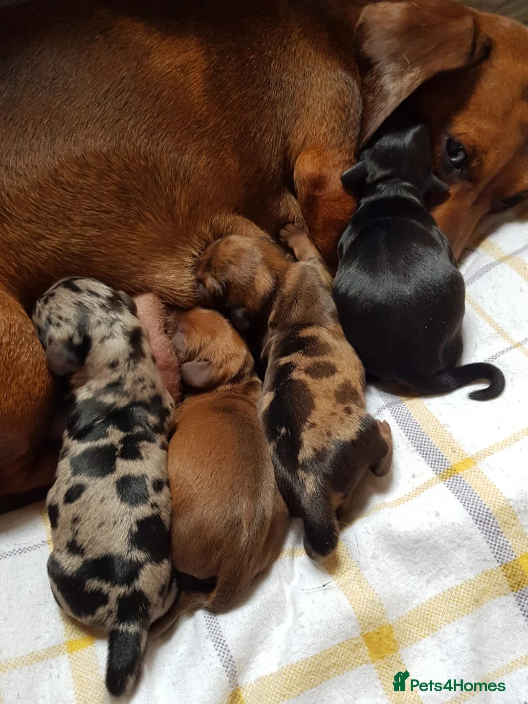 Miniature Dachshund dogs for stud: 4kg KC tiny expert STUD solid genes 100% record in Rochdale - Advert 16