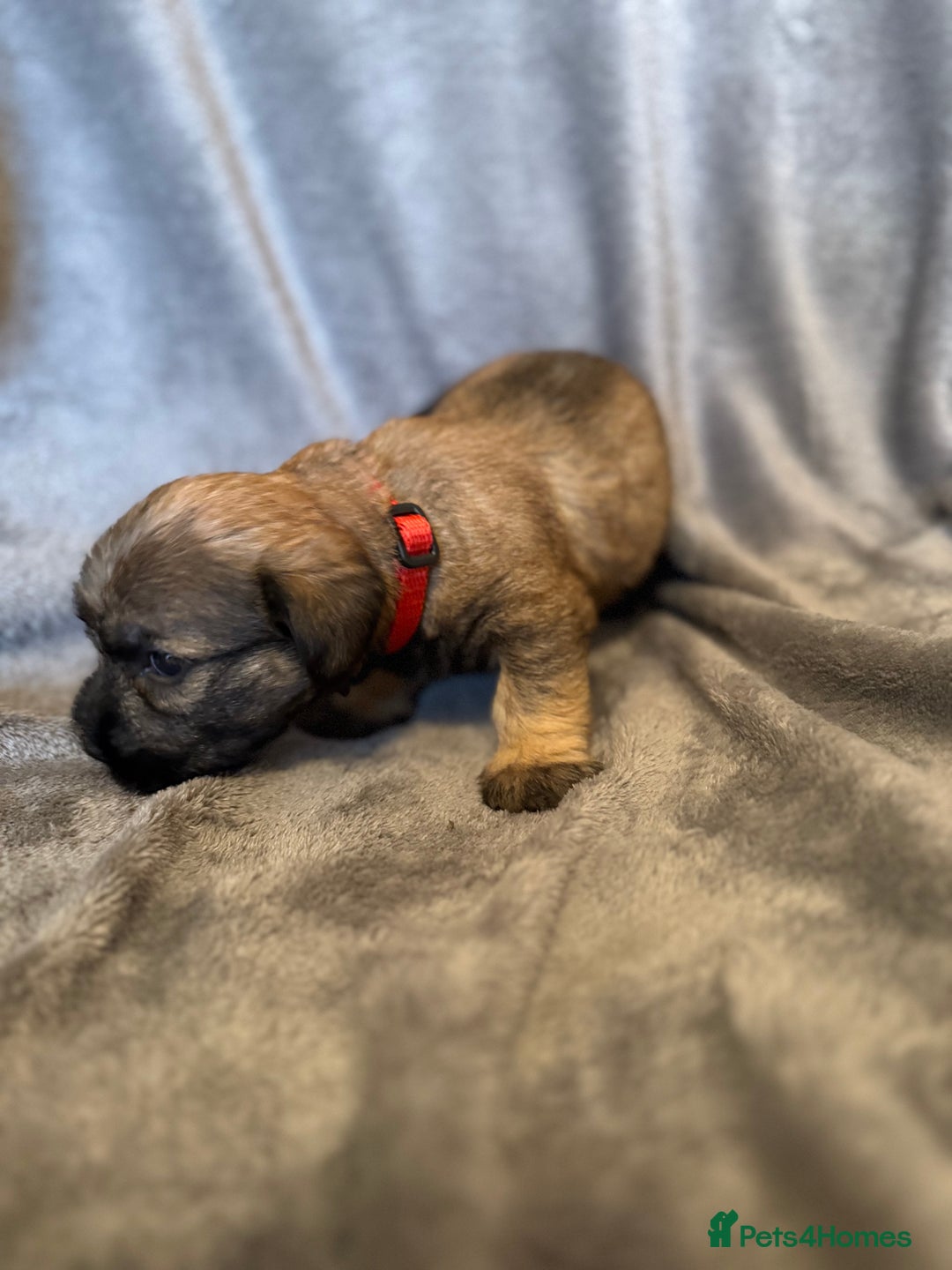 Glen of Imaal Terrier dogs for sale: Glen of Imaal terrier puppies - Advert 39