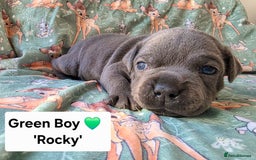 Staffordshire Bull Terrier dogs for sale: Gorgeous Chunky KC Blue Staffy Puppies - Image 18