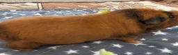 Guinea Pig rodents for sale: Male Guinea Pig for rehoming - Advert 3