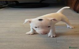 Miniature Bull terrier dogs for sale: Miniature Bull Terrier  - Image 24