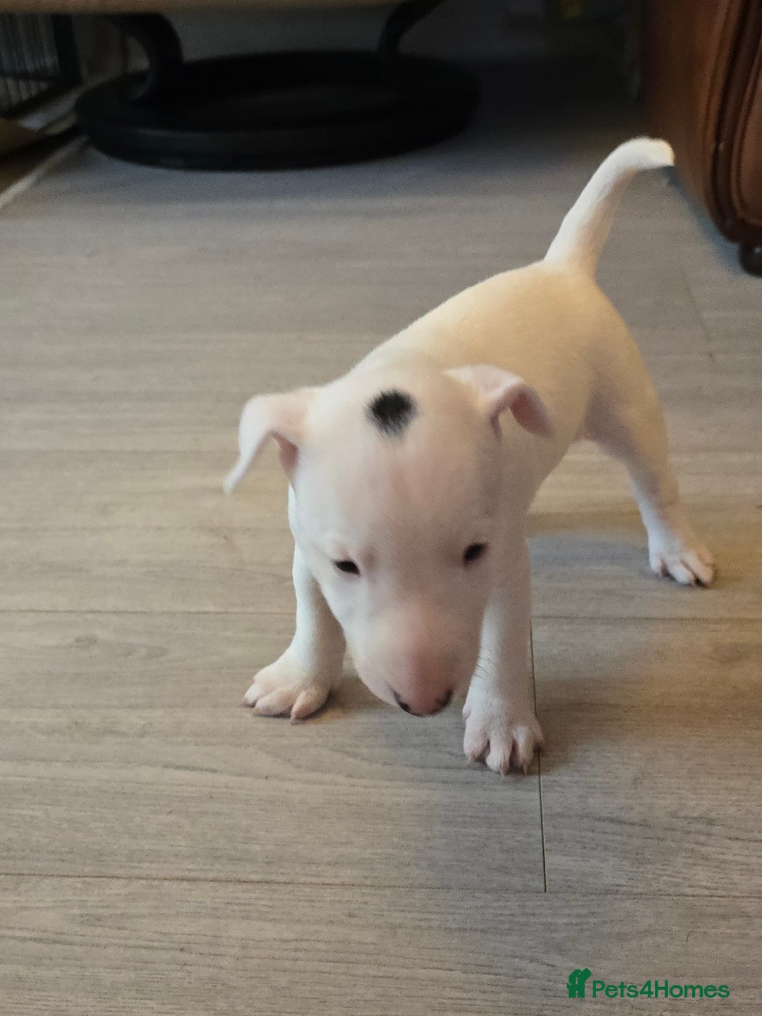 Miniature Bull terrier dogs for sale: Miniature Bull Terrier  - Image 24