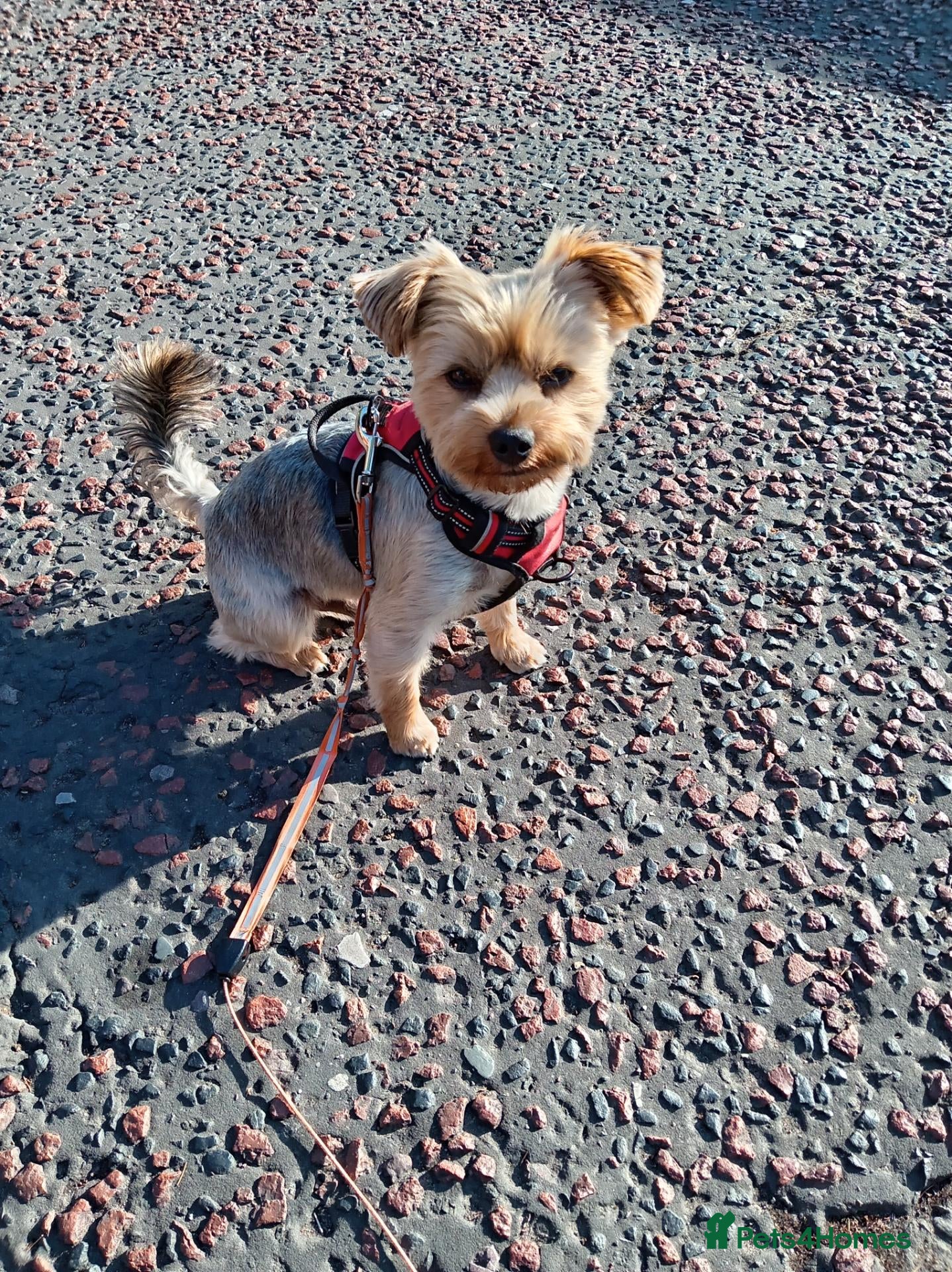 Yorkshire Terrier dogs Sparky - Advert 13