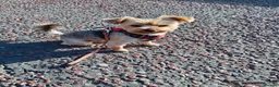 Yorkshire Terrier dogs for stud: Sparky - Advert 5