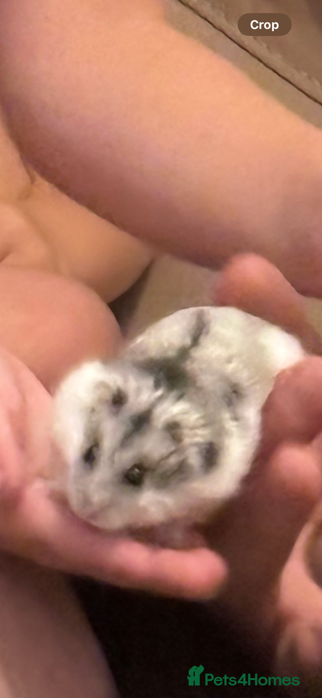 Hamster rodents for sale: Roborovski dwarf hamster - Image 2