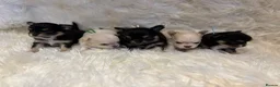 Chihuahua dogs for sale: 🐾 TINY KC registered Chihuahua puppies 🐾 - Advert 26