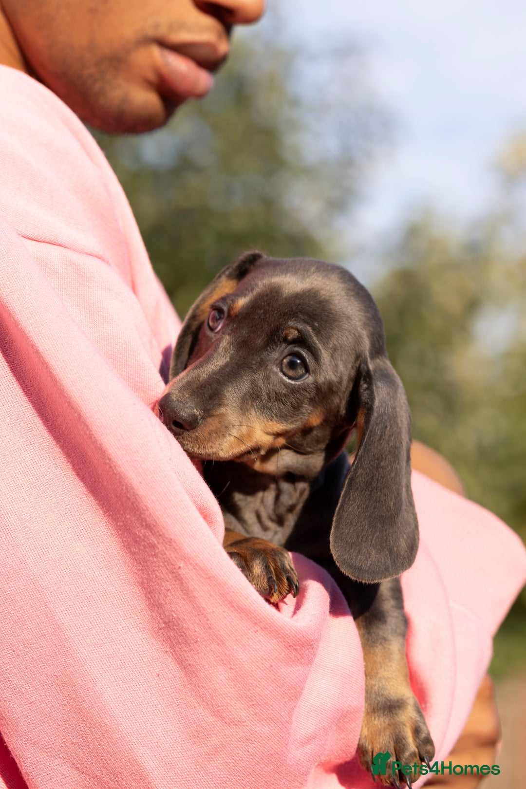 Miniature Dachshund dogs for sale: Blue and tan miniature dachshund  - Advert 7