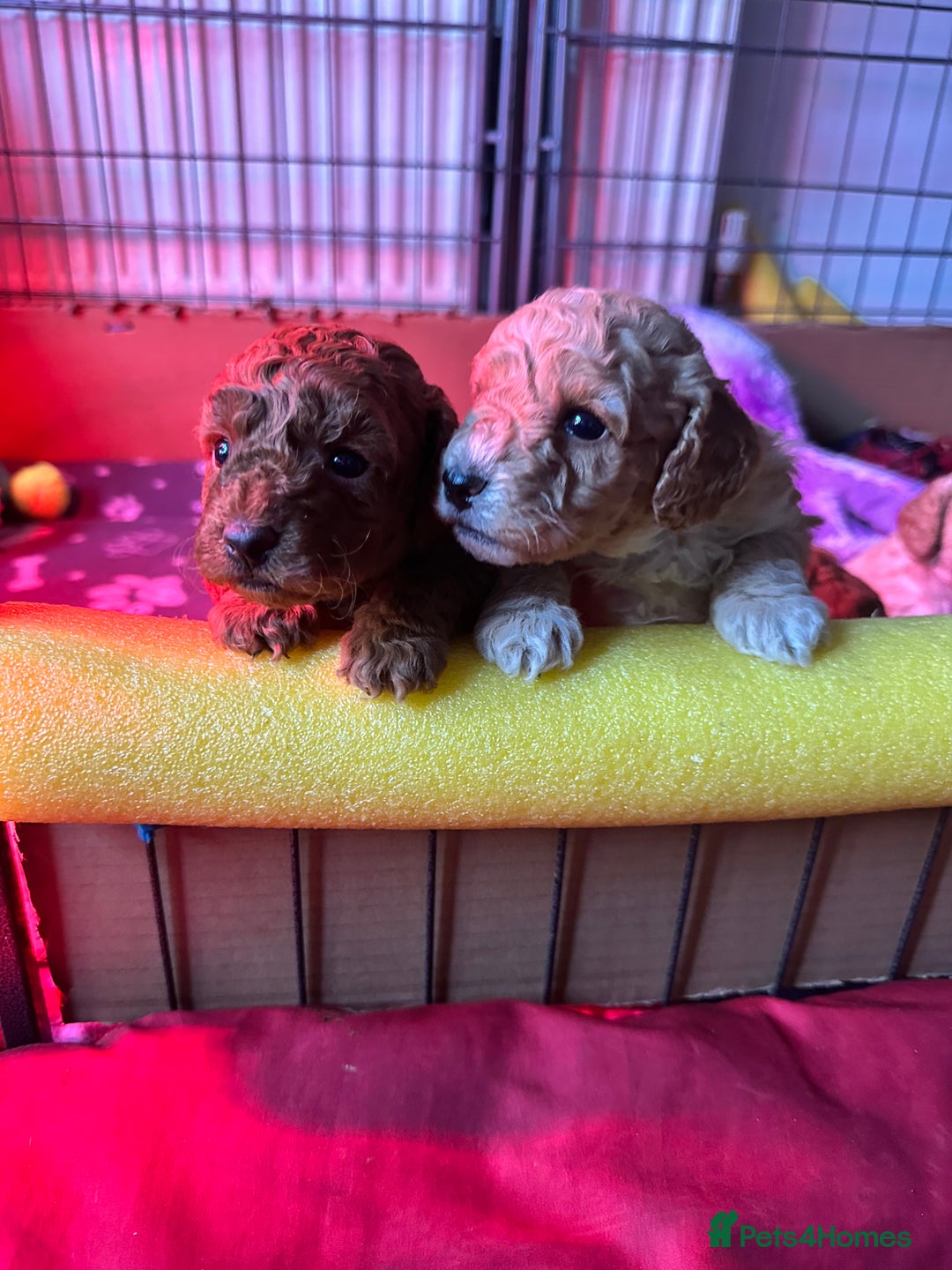 Cockapoo dogs for sale: Cockapoo puppies - Image 10