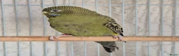 Budgerigars birds for sale: Hen Black Face - Advert 2