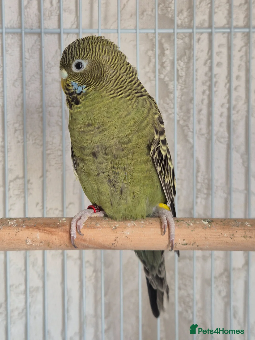 Budgerigars birds for sale: Hen Black Face - Advert 2