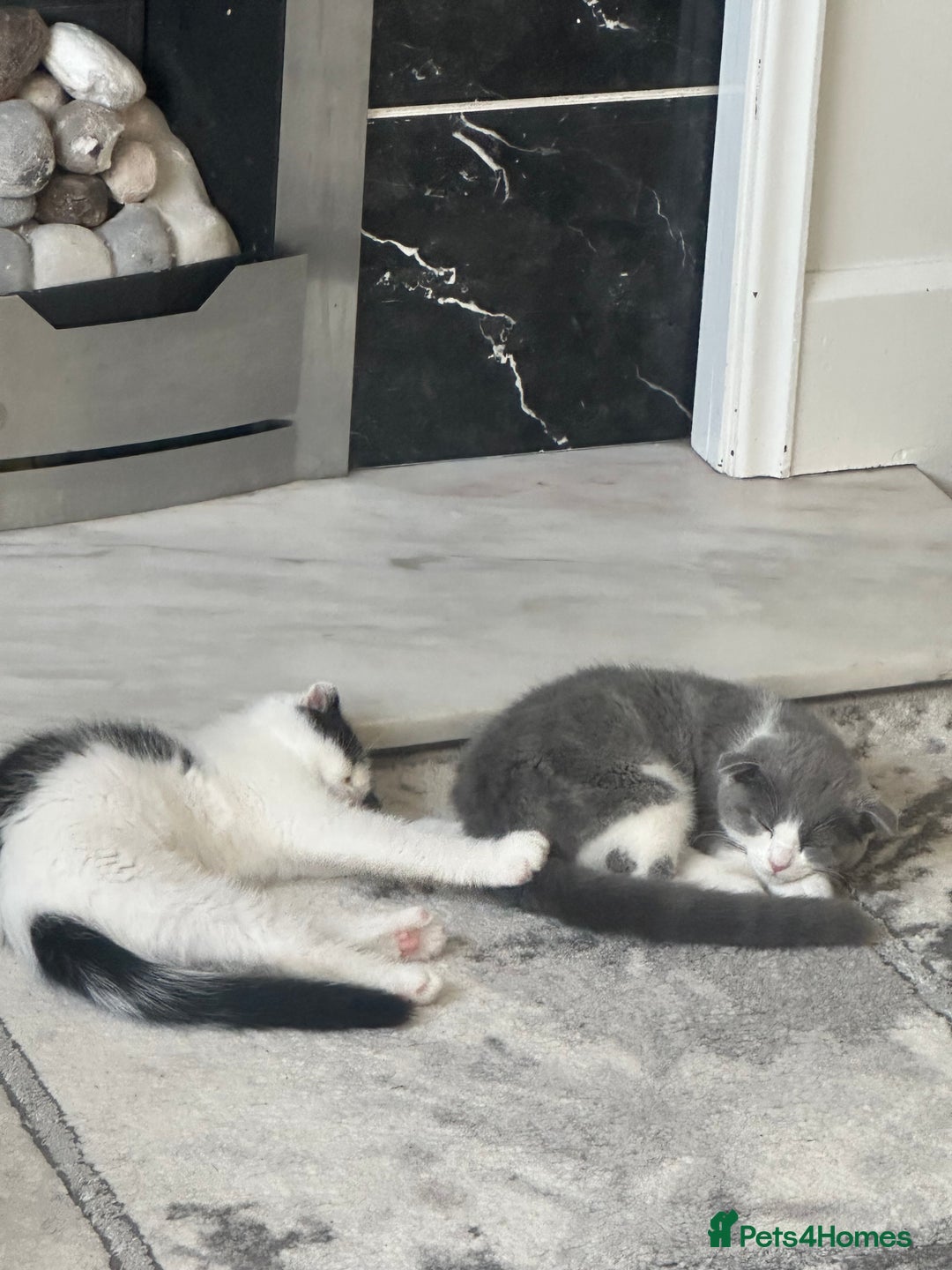 Scottish Fold cats for sale: Cate and Lilly  - Advert 6