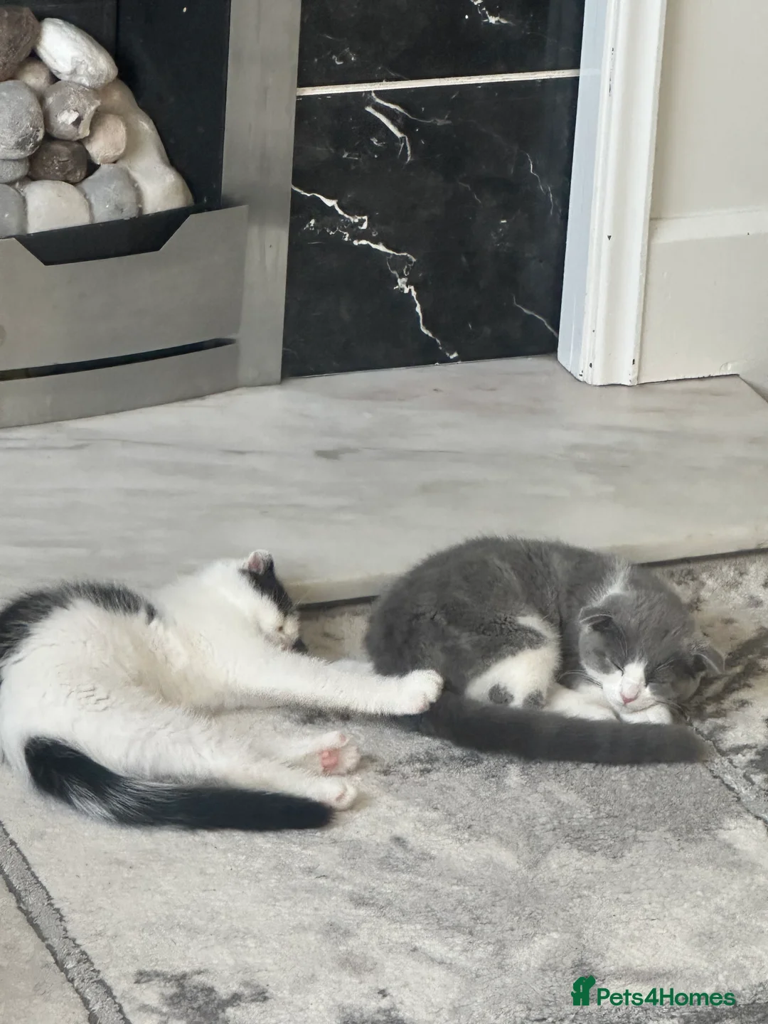 Scottish Fold cats for sale: Cate and Lilly  - Advert 6