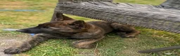 German Shepherd dogs for sale: STUNNING, Chunky Dutch Herder x GSD Puppies - Advert 22