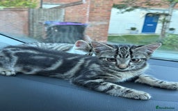 British Shorthair cats for sale: Two girls. Both girls for £100 can drop.  - Image 4