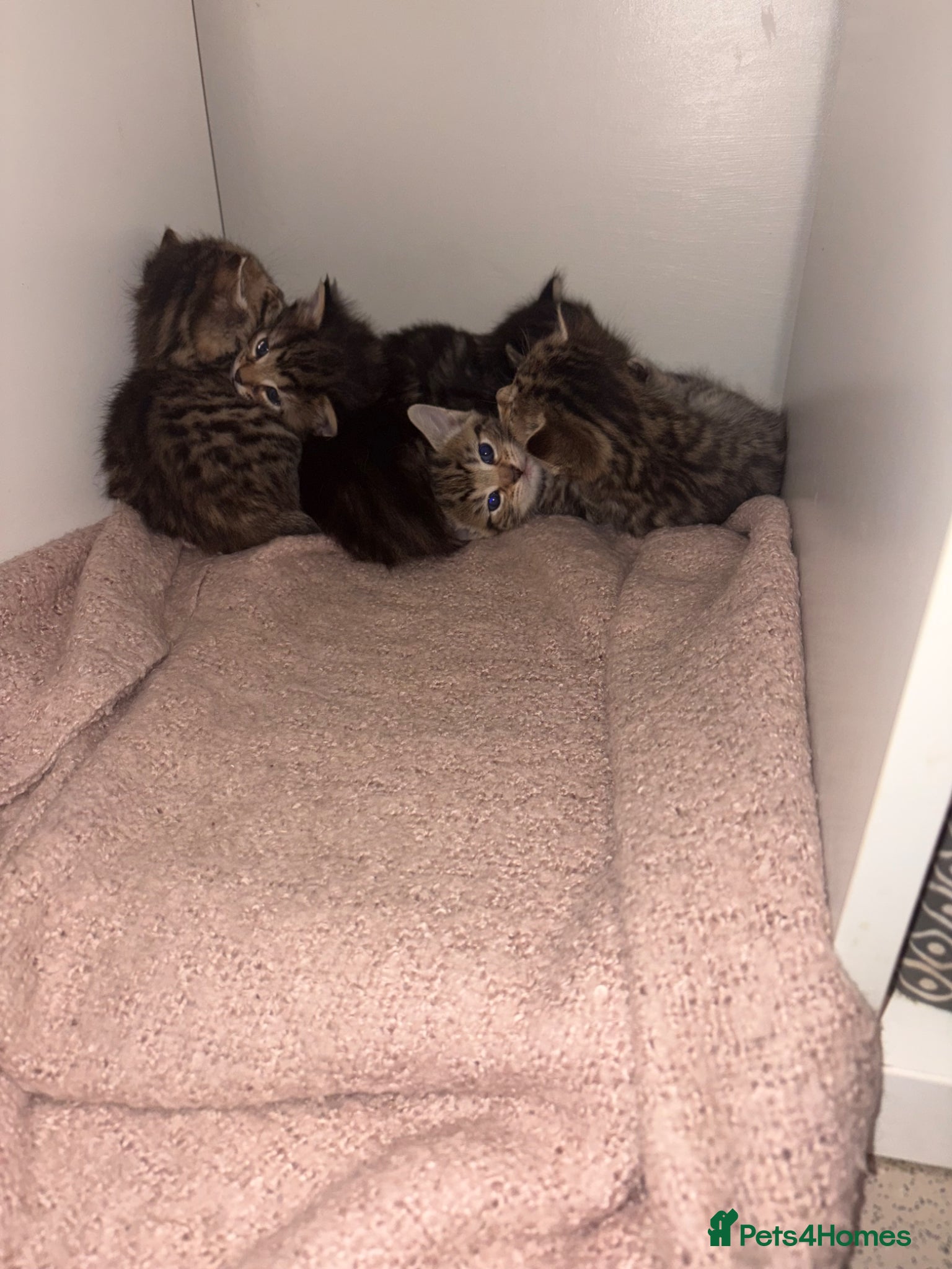 British Shorthair cats 5 tabby kittens 2 fluffy 3 short hair  - Advert 3