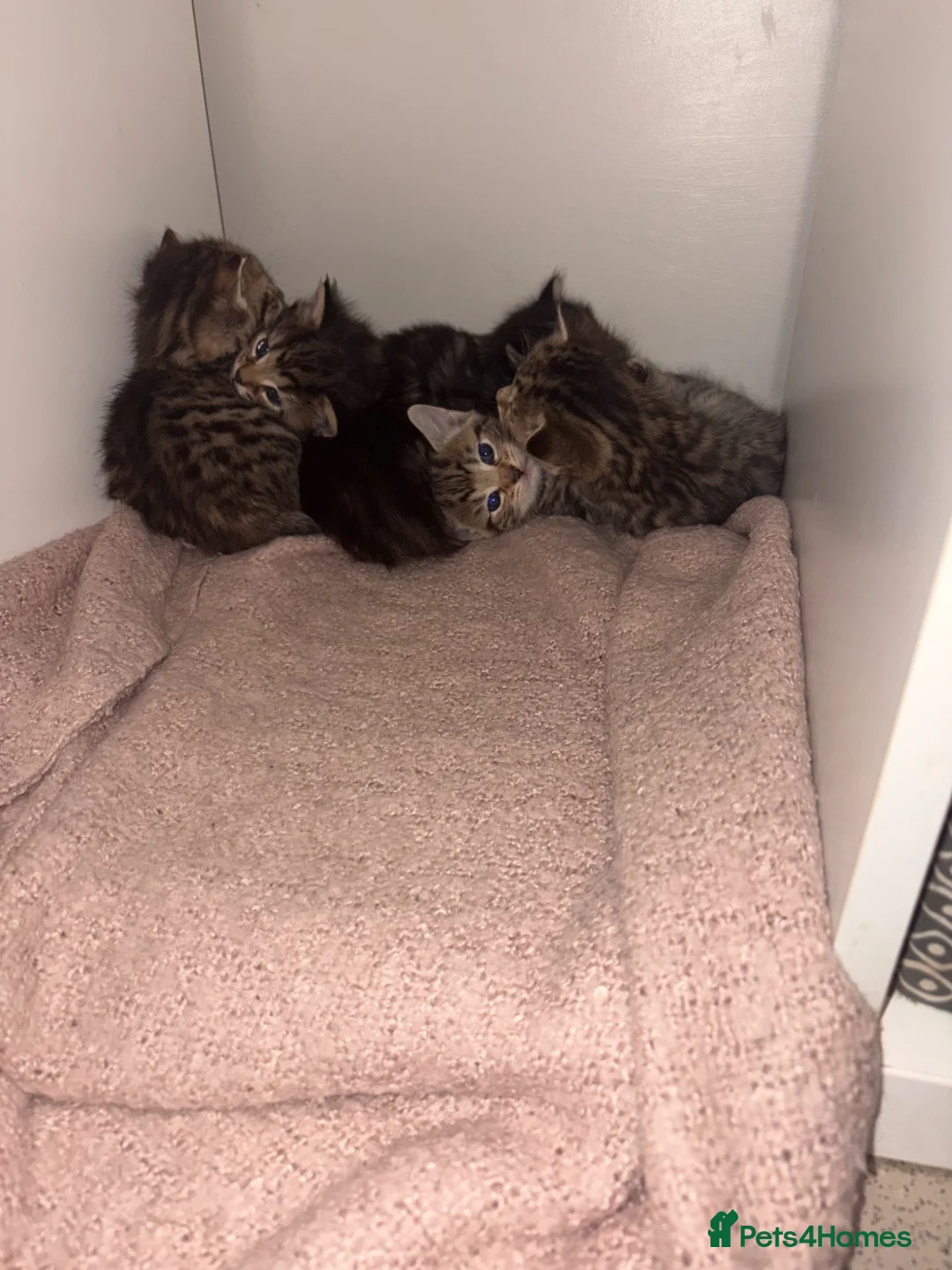 British Shorthair cats for sale: 5 tabby kittens 2 fluffy 3 short hair  - Advert 1