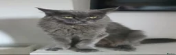 Maine Coon cats for sale: Maine coon kittens for sale - Advert 9