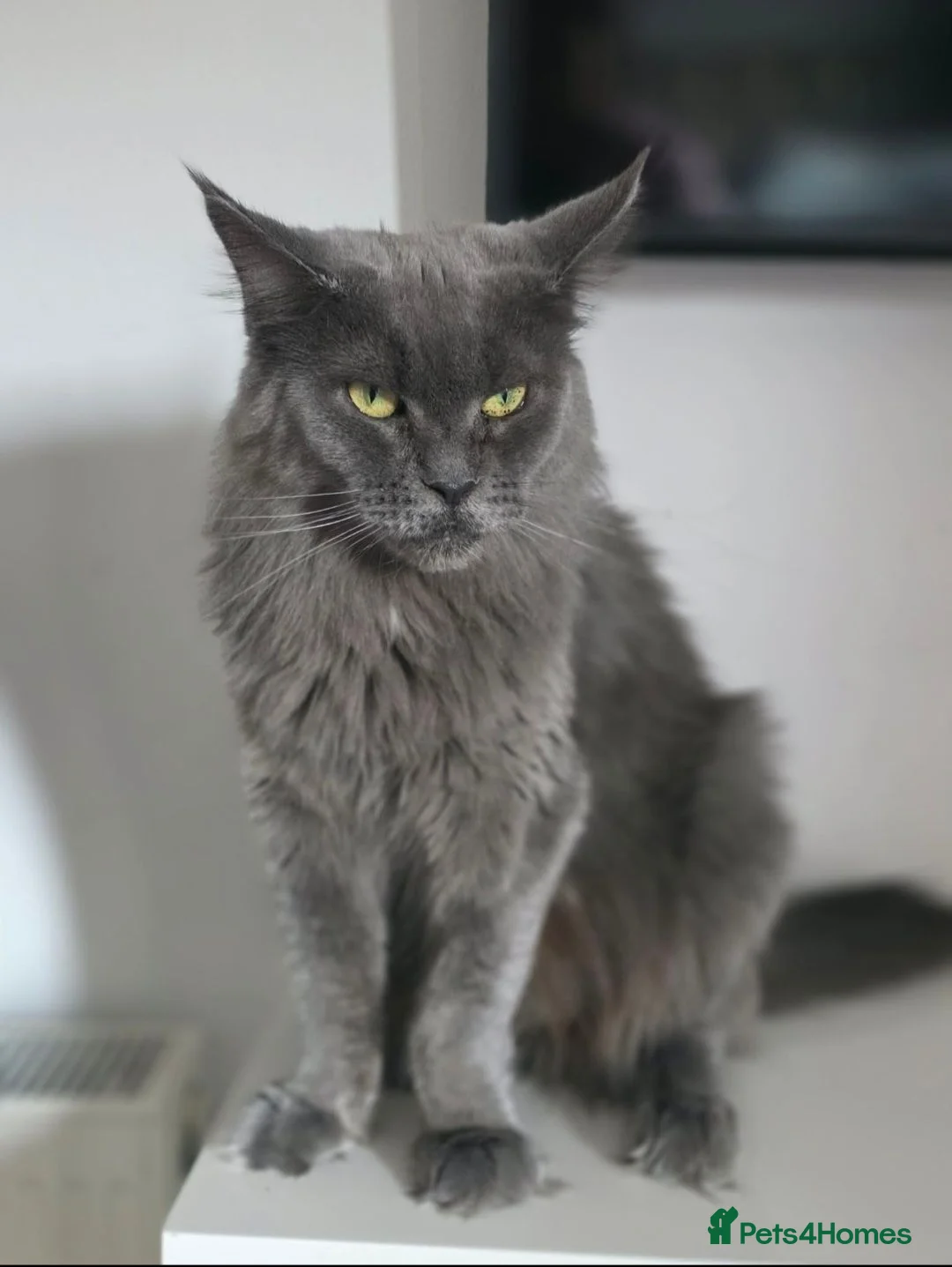 Maine Coon cats for sale: Maine coon kittens for sale - Advert 9