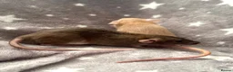 Rat rodents for sale: Baby Dwarf Dumbo Rats-Male and Female  - Advert 7