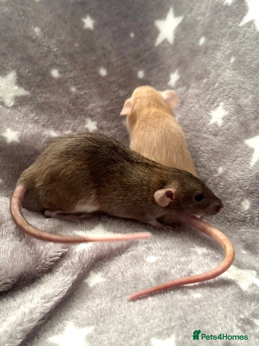 Rat rodents for sale: Baby Dwarf Dumbo Rats-Male and Female  - Advert 7