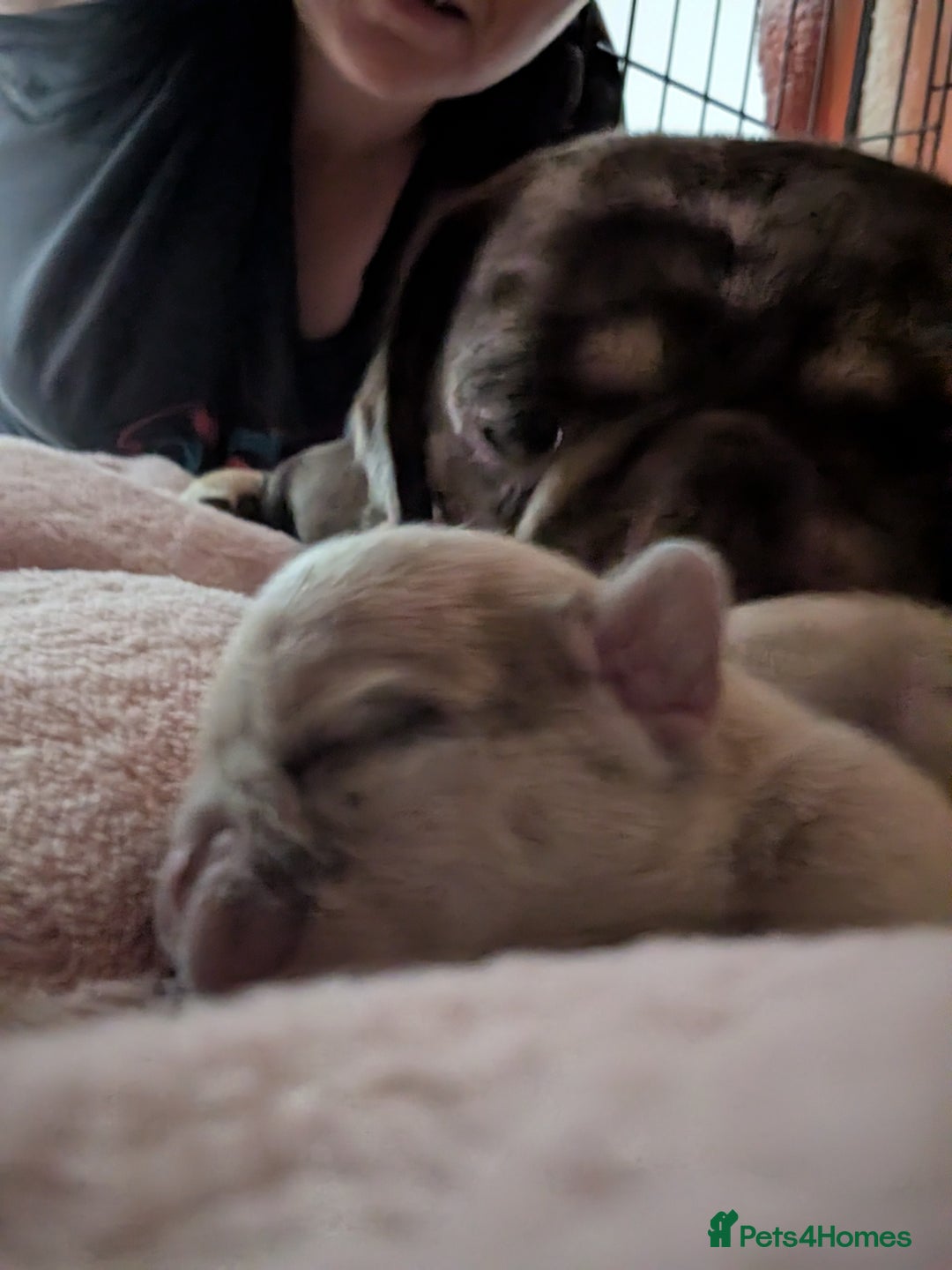 Frug dogs for sale: Beautiful litter of frugs  - Advert 8