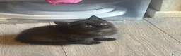 Mixed Breed cats for sale: Kittens - Advert 7