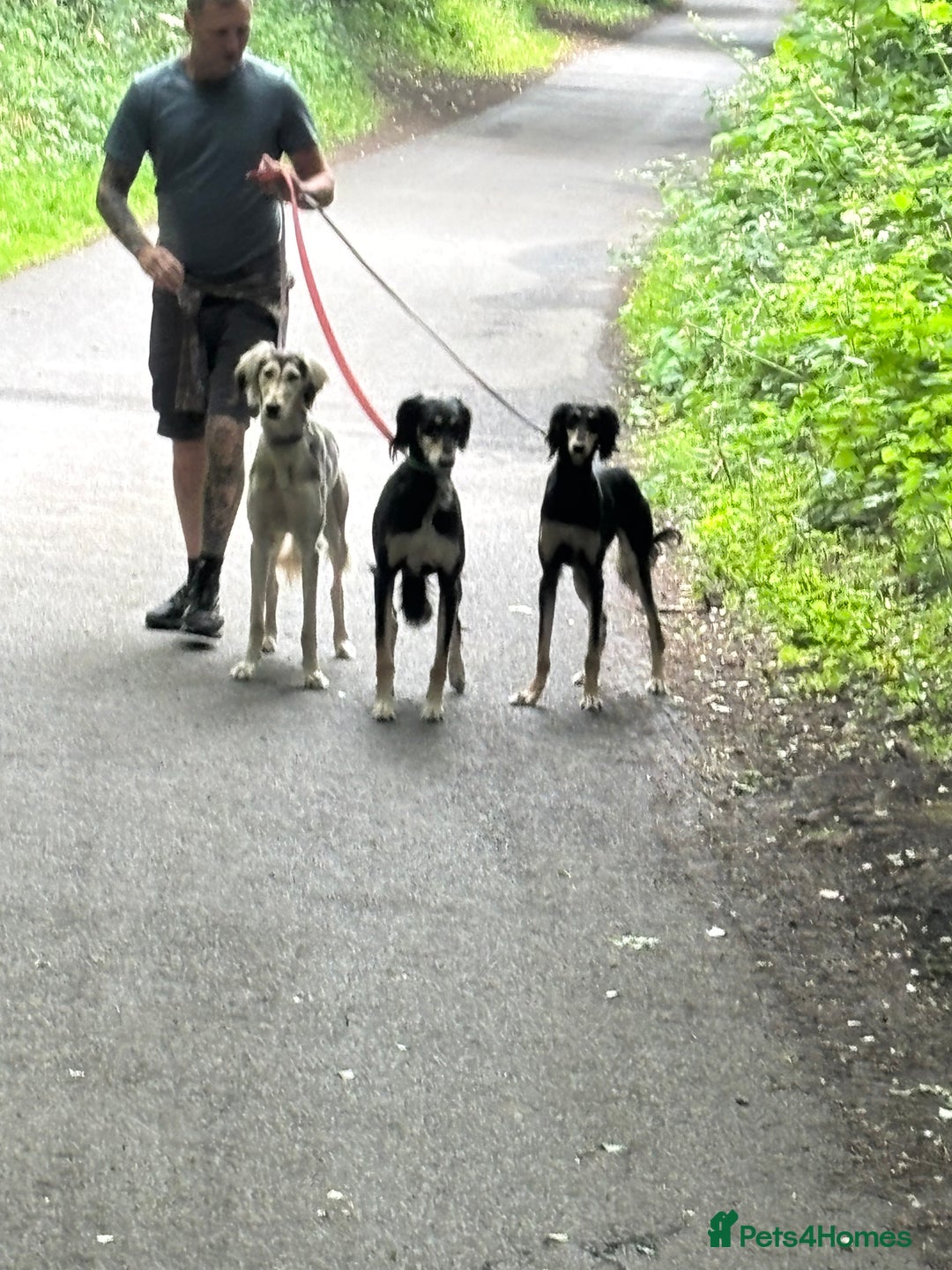 Saluki dogs for sale: 11 month old Saluki  - Image 2