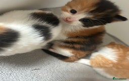 Mixed Breed cats for sale: 3 kittens for sale  - Image 11