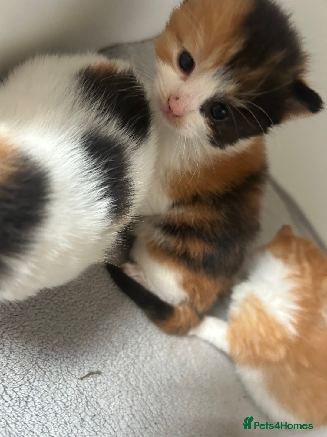 Mixed Breed cats for sale: 3 kittens for sale  - Image 11