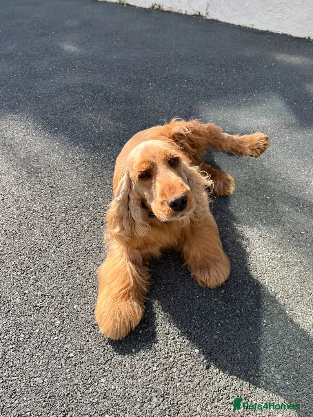 Cocker Spaniel dogs for sale: Kc show cocker spaniels - Advert 2