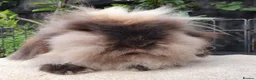 Mini Lion Lop rabbits for sale: Lion lop girl - Advert 2